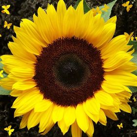 5317fa9999e8cbac729a10d222d77bd3