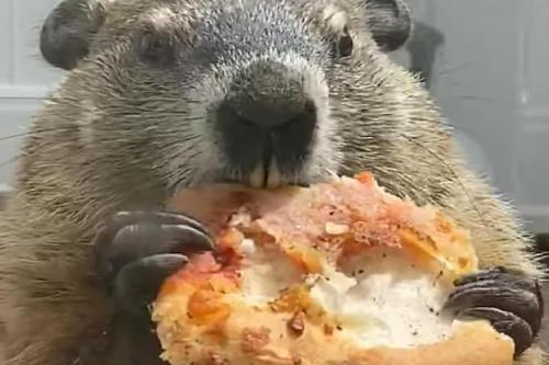 97085960_10225513292997995_377642859290951680_n