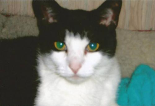 1901260_501750333269076_1251723327_n