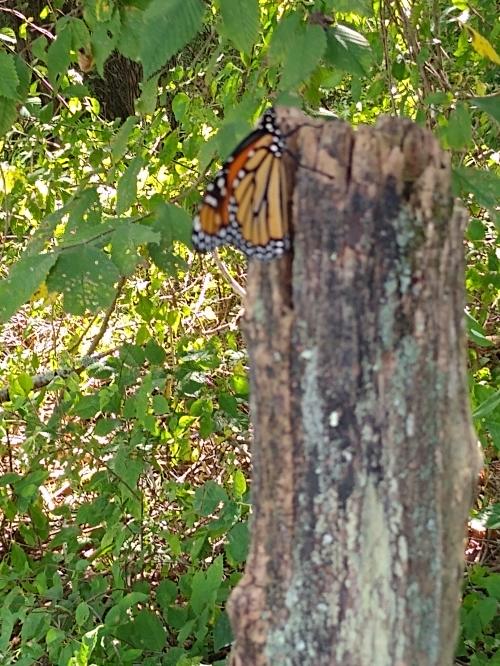 IMG_20200907_153941357