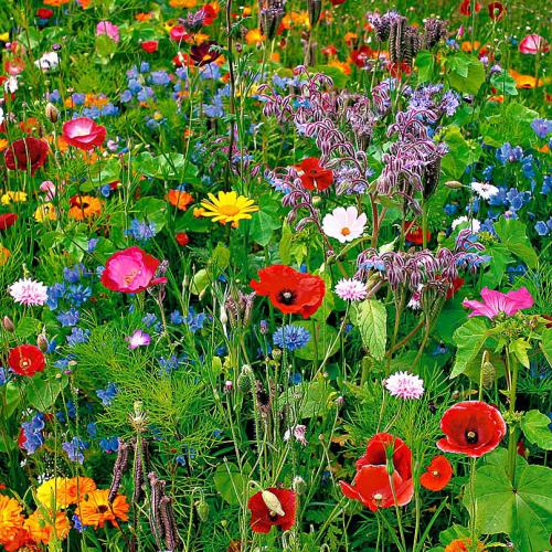 laagblijvende-weidebloemen