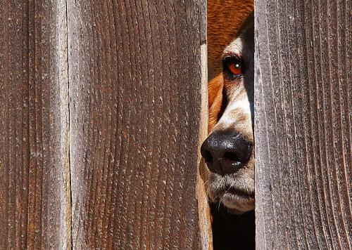 Best of Dog in Crack of Fence