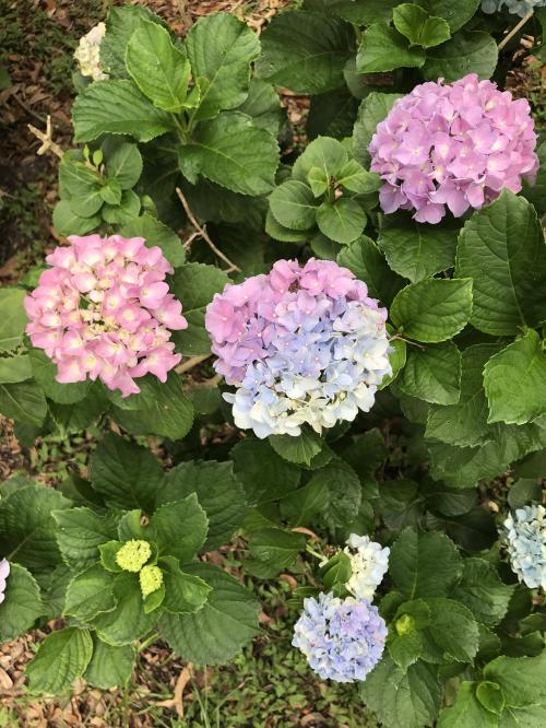 D32C7645-A6ED-40A4-ABCA-54AF2A1982DC