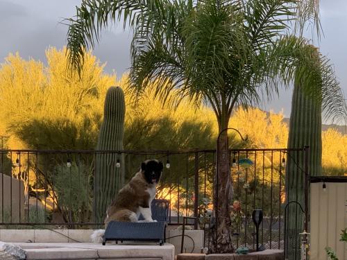 NASA posing for photos in the back yard