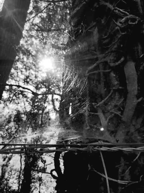 119982962_707949499790896_6853624259661991123_n