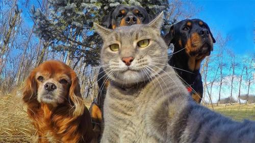 Life-Awesome-Funny-Cats-Compilation-2017-LAUGHS-and-FUN-for-everyone