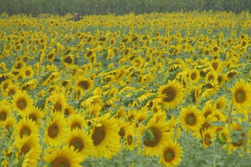 Sunflower Farm