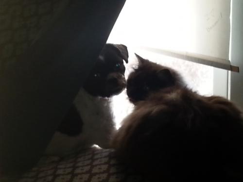 jack and sassy window