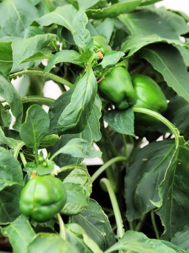 GreenPeppers_1