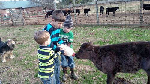 Feeding bottle calf-grandsons2017