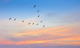 birds sky