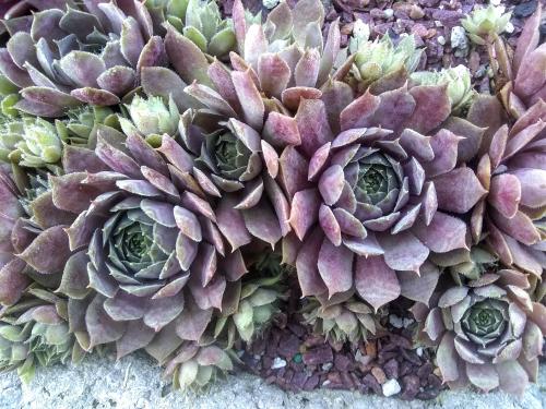 IMG_20190614_081446921