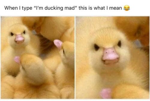 ducking mad