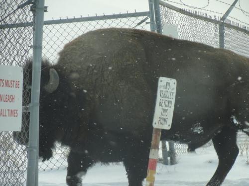 78337415_2916113495066647_7781169289268035584_o