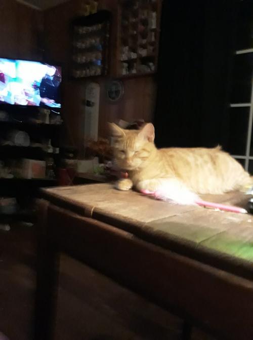 49155656_112031056523262_5369429381720571904_o