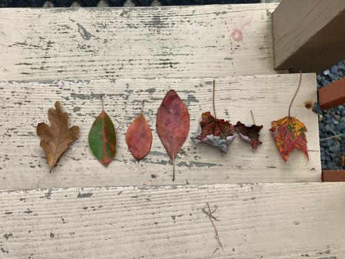 Adjustments.plist