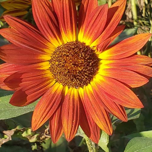 119297779_10221408869443707_1801997192532077504_o