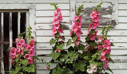 hollyhocks1