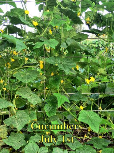 Cucumbers_1