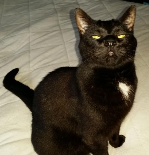 John D. Rockerfella Shankle