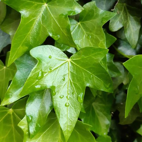 120047633_2476655069142009_1750461694914368926_n