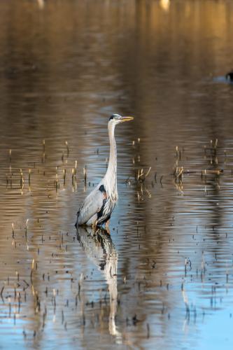 Heron