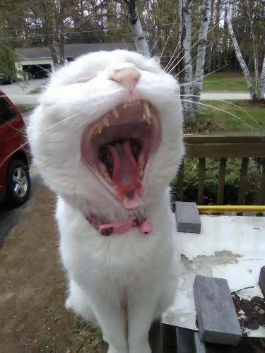 102313410_2860475834063169_425154914075293887_o