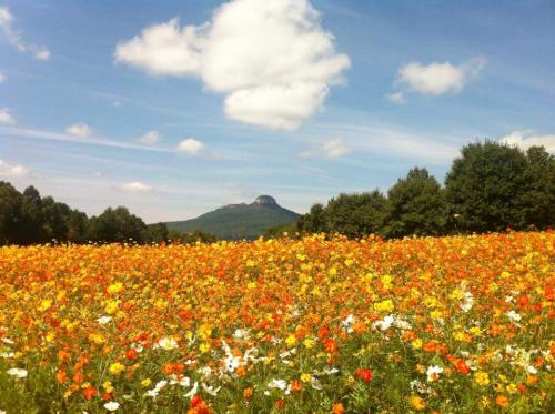 FB_IMG_1436842441420