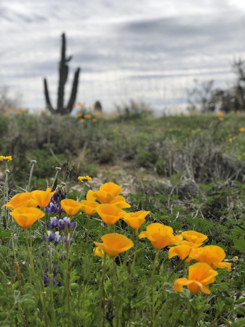 8F05210C-9725-48C8-BACB-EEC7355FFBA5