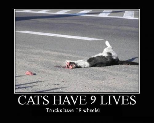 Cats have 9 lives