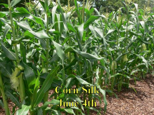 Corn_1