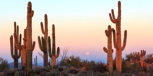 tzoo.14993.0.975439.phoenix_iStock-511059196