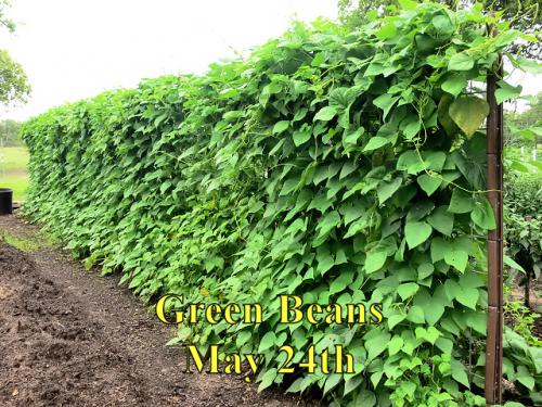 GreenBeans_1