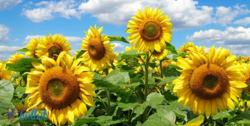 AD33ACC5-EEFD-4ECC-8392-EB28AE8E620C