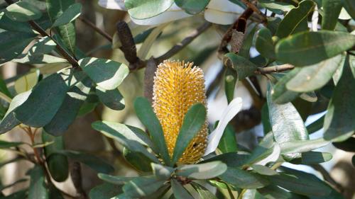 Picture SunBow Yellow pinecone looking flower surrounded by a sea of green leaves. SunBow took pic Australia 2020