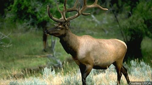 ELK+MGN