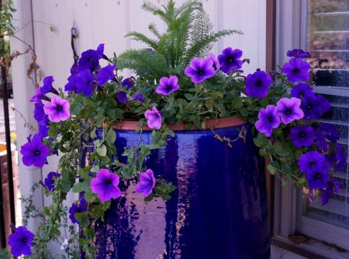 12011245_10207737746624205_6224950870519952438_n