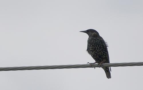 Bird Starling on wire-sm