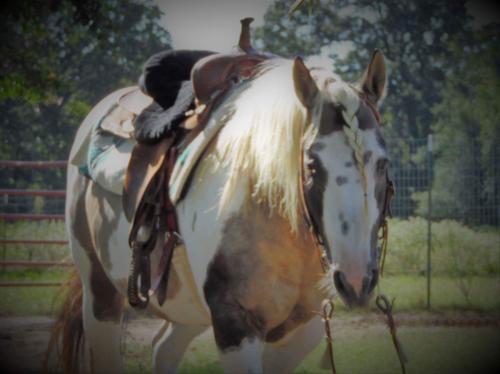 inbound3062344104528729461