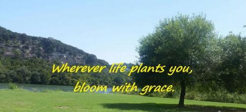 bloom