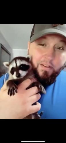 Baby Rocket the Raccoon ?