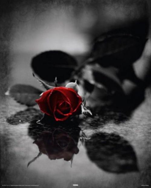 Gothic Red Rose