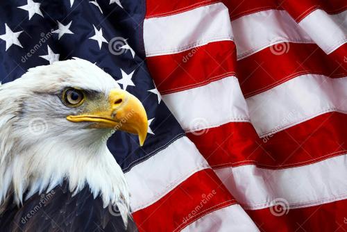 north-american-bald-eagle-american-flag-background-49007174-1
