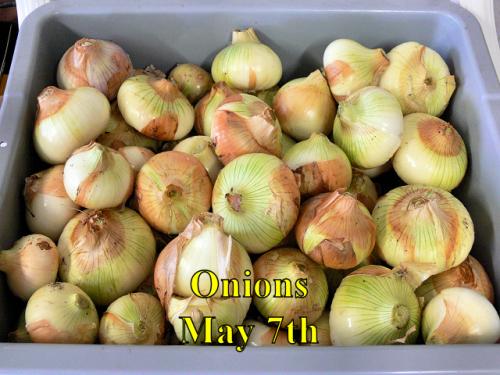 Onions_2