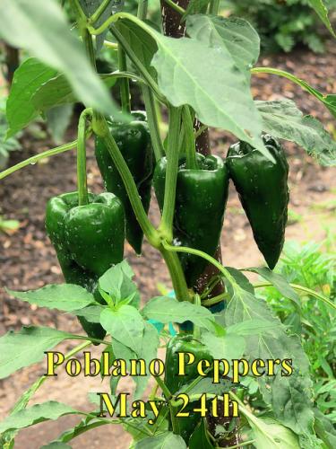 PoblanoPeppers_1