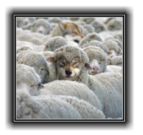 Wolf in Sheeps Clothing