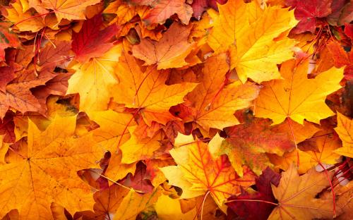 6853035-fall-leaves-background