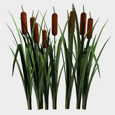 09340A__Cattails___Bulk