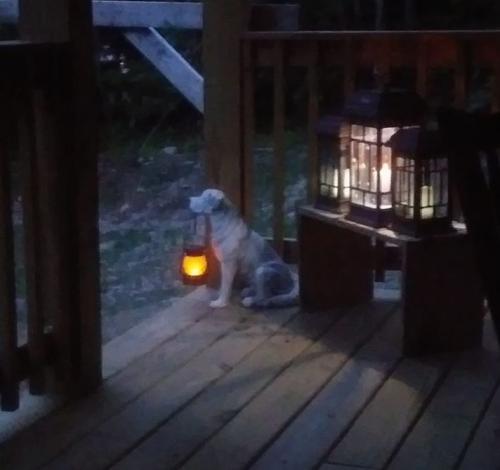 solar puppy - Edited