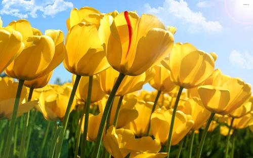 yellow-tulips-35738-2560x1600